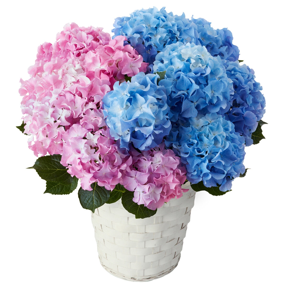 2色植えあじさい クレイジーテンシア 5号鉢 母の日期間配送 お届け日5月5日～5月10日